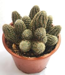 Aylostera gavazzii (Rebutia gavazzii) - Çok Nadir Tür-Mükemmel Çiçek Açar 8 cm saksıda