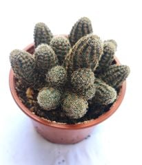 Aylostera gavazzii (Rebutia gavazzii) - Çok Nadir Tür-Mükemmel Çiçek Açar 8 cm saksıda