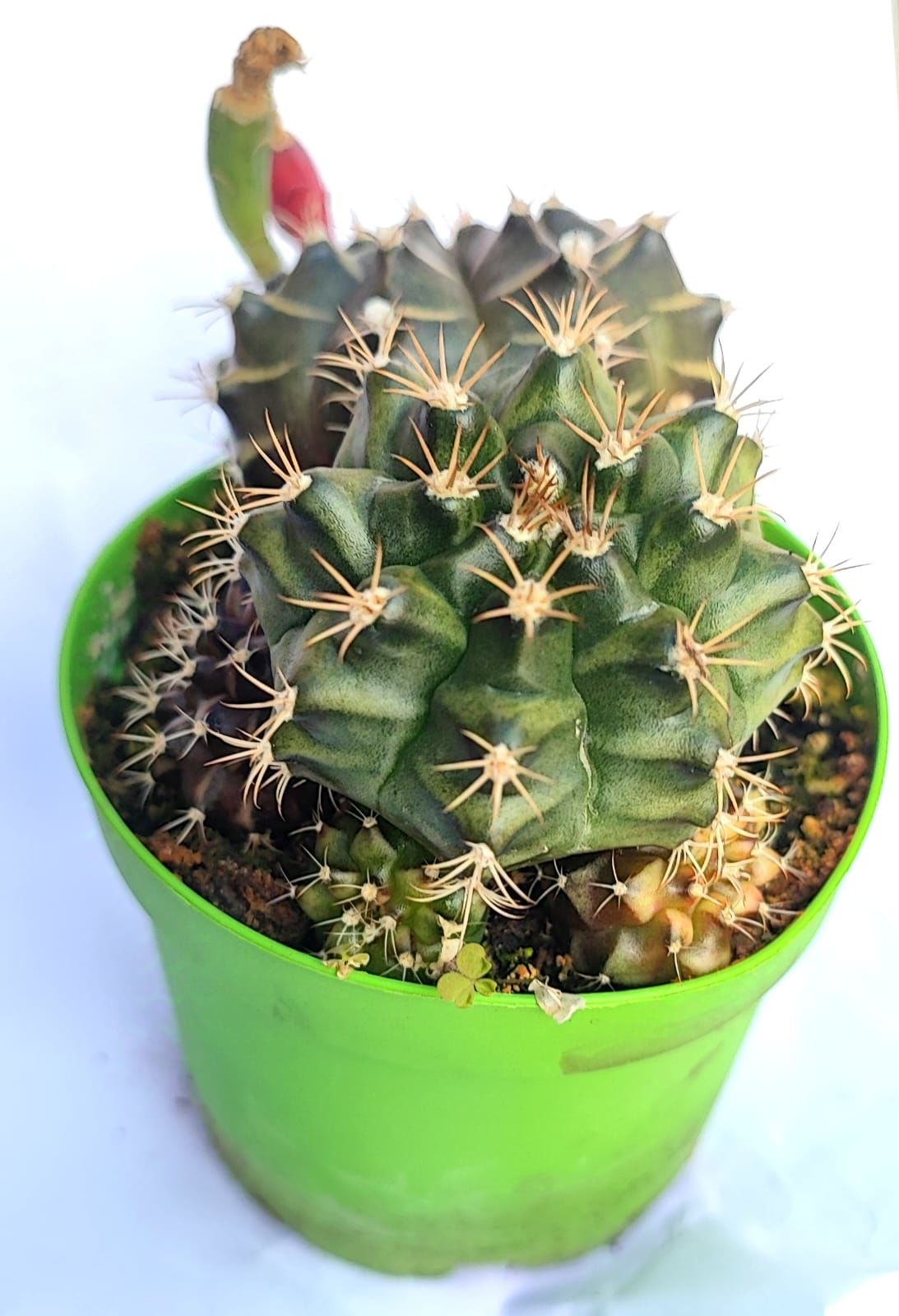 Gymnocalycium Mihanovichii-Saksı Dolusu Kırmızı Tonlarda-8,5 cm Saksıda