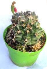 Gymnocalycium Mihanovichii-Saksı Dolusu Kırmızı Tonlarda-8,5 cm Saksıda