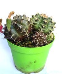 Gymnocalycium Mihanovichii-Saksı Dolusu Kırmızı Tonlarda-8,5 cm Saksıda