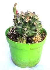 Gymnocalycium Mihanovichii-Saksı Dolusu Kırmızı Tonlarda-8,5 cm Saksıda