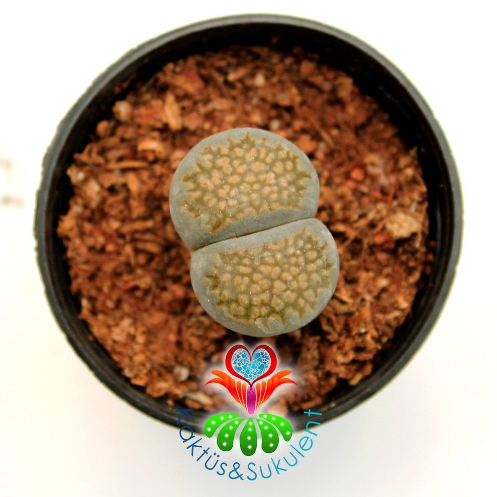 Lithops Anemone-Yeşil-Sarı Tonlarında-5,5 cm Saksıda-Yaşayan Taş Kaktüs-Altıntaş-Sarı Çiçek Açar