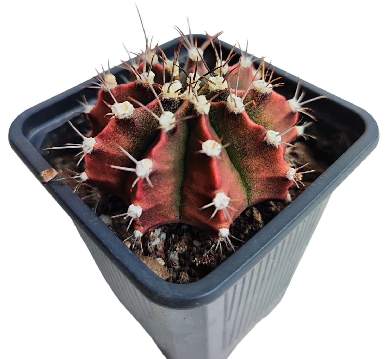 Gymnocalycium Mihanovichii-Kırmızımsı Tonlarda-8 cm Saksıda
