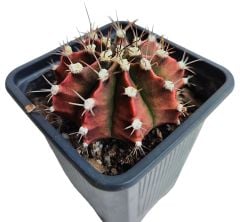Gymnocalycium Mihanovichii-Kırmızımsı Tonlarda-8 cm Saksıda