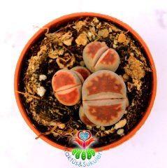 Lithops Karasmontana 'Top Red'-1 Saksıda En az 3 Adet-5,5 cm Saksıda