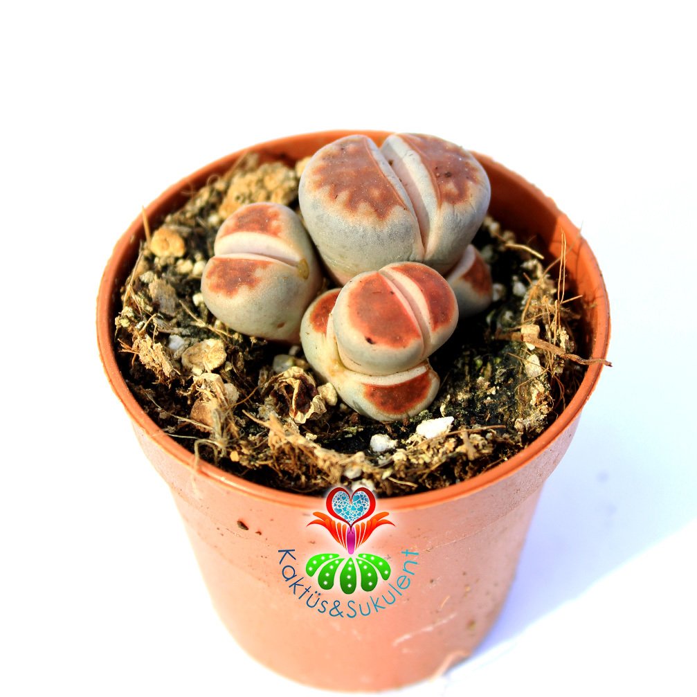 Lithops Karasmontana 'Top Red'-1 Saksıda En az 3 Adet-5,5 cm Saksıda