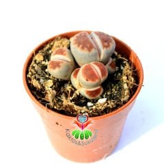 Lithops Karasmontana 'Top Red'-1 Saksıda En az 3 Adet-5,5 cm Saksıda