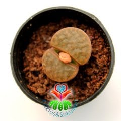 Lithops Brevis Açık Kahverengi Renk-5,5 cm Saksıda-Yaşayan Taş Kaktüs-Altıntaş-Sarı Renk Çiçek Açar