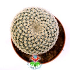 Mammillaria Tlalocii-Beyaz Renk Mükemmel Formlu -8,5 cm Saksıda