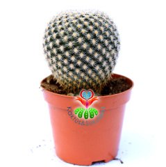 Mammillaria Tlalocii-Beyaz Renk Mükemmel Formlu -8,5 cm Saksıda