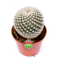 Mammillaria Tlalocii-Beyaz Renk Mükemmel Formlu -8,5 cm Saksıda
