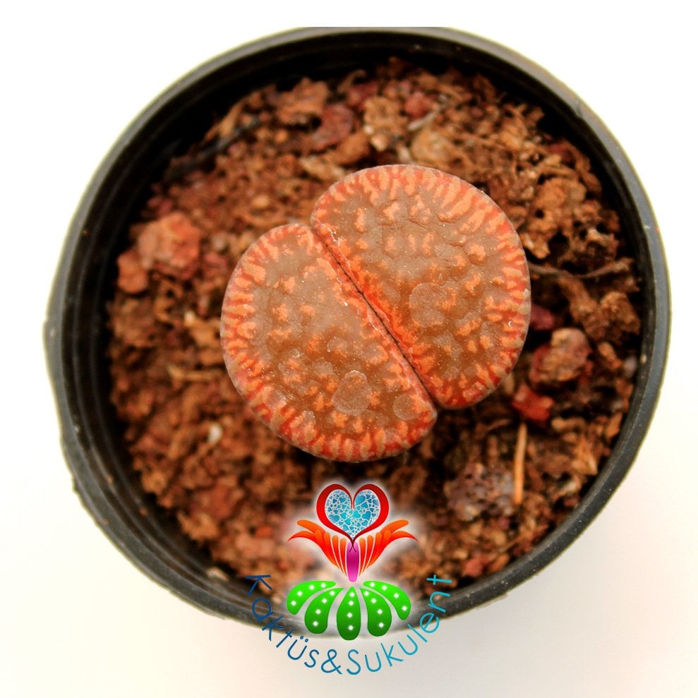 Lithops Marginata Kahverengi Renk-5,5 cm Saksıda-Yaşayan Taş Kaktüs-Altıntaş-Sarı Renk Çiçek Açar