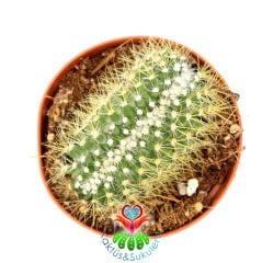 Mammillaria Spinosissima var. Cristata-8,5 cm Saksıda-Kıvrılan Formlu