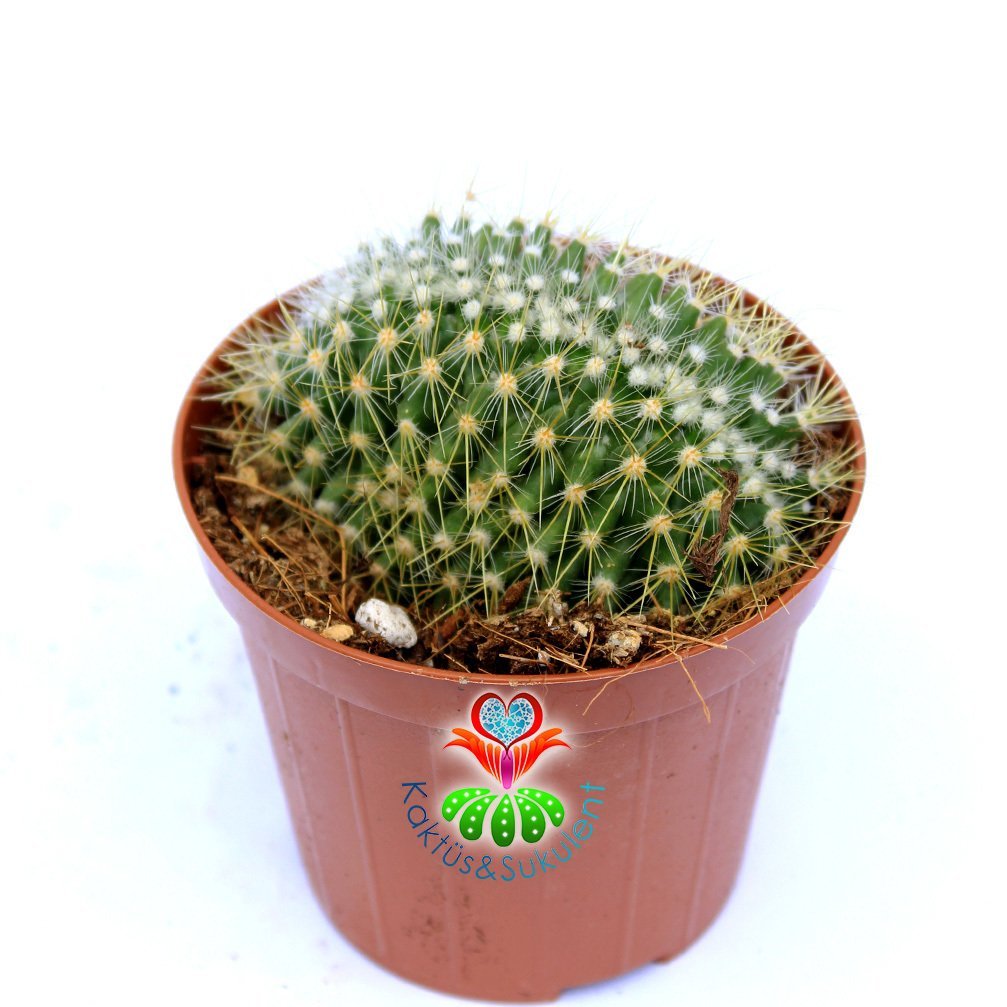 Mammillaria Spinosissima var. Cristata-8,5 cm Saksıda-Kıvrılan Formlu