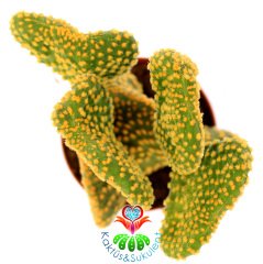 Opuntia Microdasys Pallida Cristata-8,5 cm Saksıda-Sıradışı Formlu Kaktüs