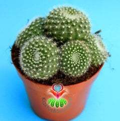 Kaktüs,Rebutia Muscula-Turuncu Renk Çiçek Açar-Beyaz Dikenli -8,5 cm Saksıda,Teraryum.Sukkulent