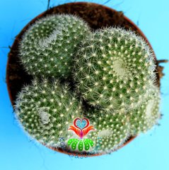 Kaktüs,Rebutia Muscula-Turuncu Renk Çiçek Açar-Beyaz Dikenli -8,5 cm Saksıda,Teraryum.Sukkulent