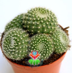 Kaktüs,Rebutia Muscula-Turuncu Renk Çiçek Açar-Beyaz Dikenli -8,5 cm Saksıda,Teraryum.Sukkulent
