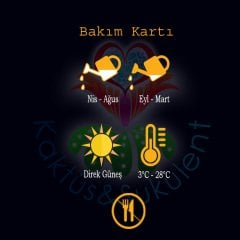 Opuntia Microdasys Albata-Beyaz Nokta Dikenli Tavşan Kaktüs-8,5cm Saksıda