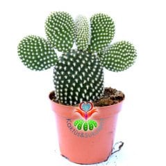 Opuntia Microdasys Albata-Beyaz Nokta Dikenli Tavşan Kaktüs-8,5cm Saksıda