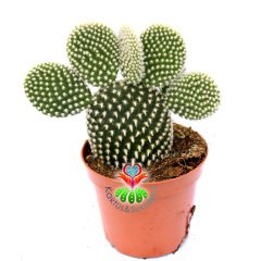 Opuntia Microdasys Albata-Beyaz Nokta Dikenli Tavşan Kaktüs-8,5cm Saksıda