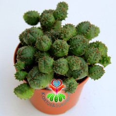 Euphorbia Pulvinata- Bol Yavrulu Çok Şık Nadir Tür Top Kaktüs -8,5 cm Saksıda,Teraryum.Sukkulent