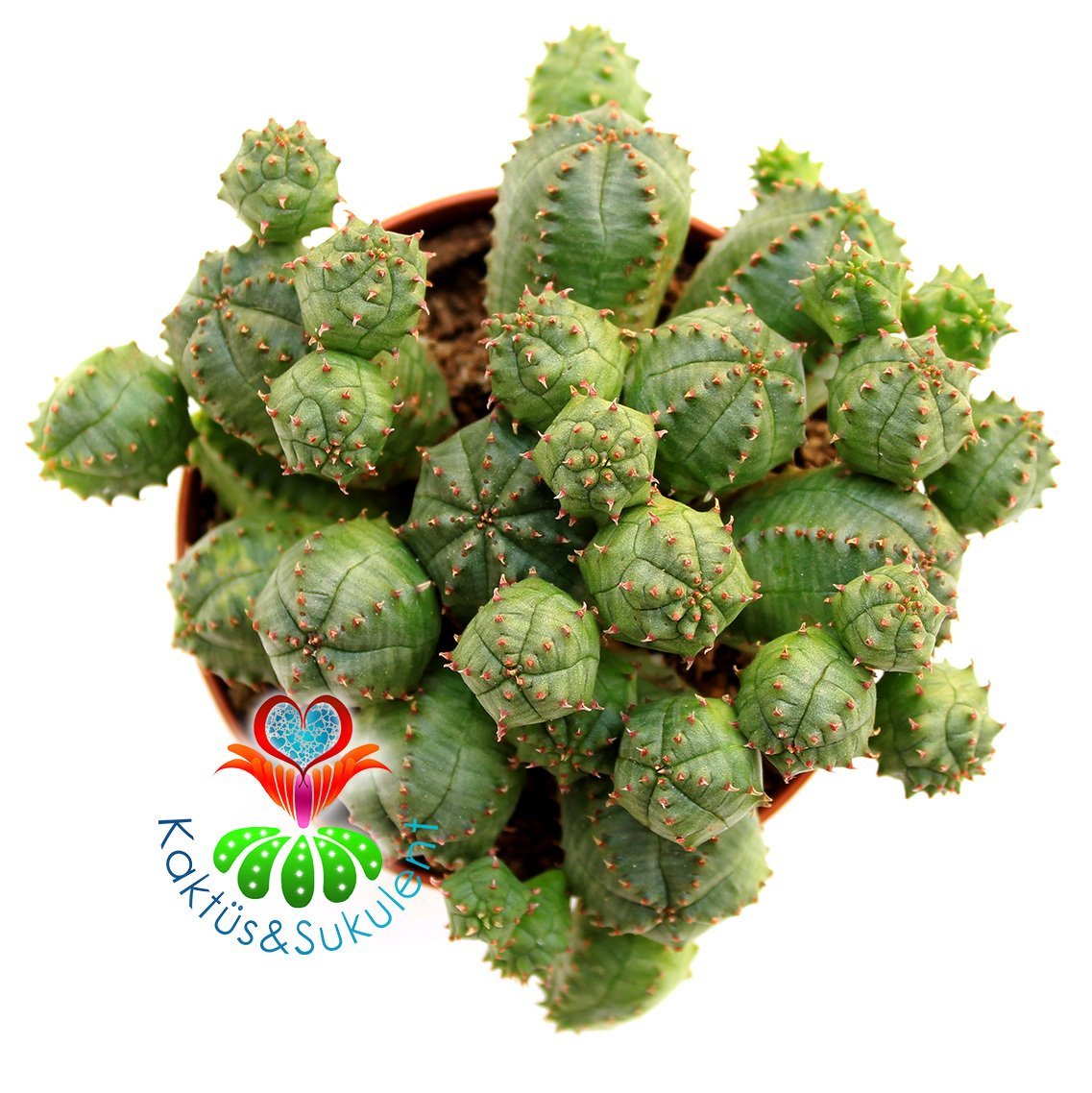 Euphorbia Pulvinata- Bol Yavrulu Çok Şık Nadir Tür Top Kaktüs -8,5 cm Saksıda,Teraryum.Sukkulent
