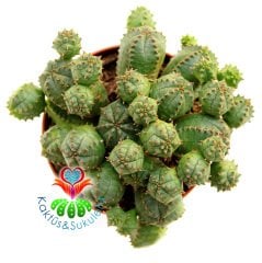 Euphorbia Pulvinata- Bol Yavrulu Çok Şık Nadir Tür Top Kaktüs -8,5 cm Saksıda,Teraryum.Sukkulent