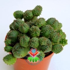 Euphorbia Pulvinata- Bol Yavrulu Çok Şık Nadir Tür Top Kaktüs -8,5 cm Saksıda,Teraryum.Sukkulent