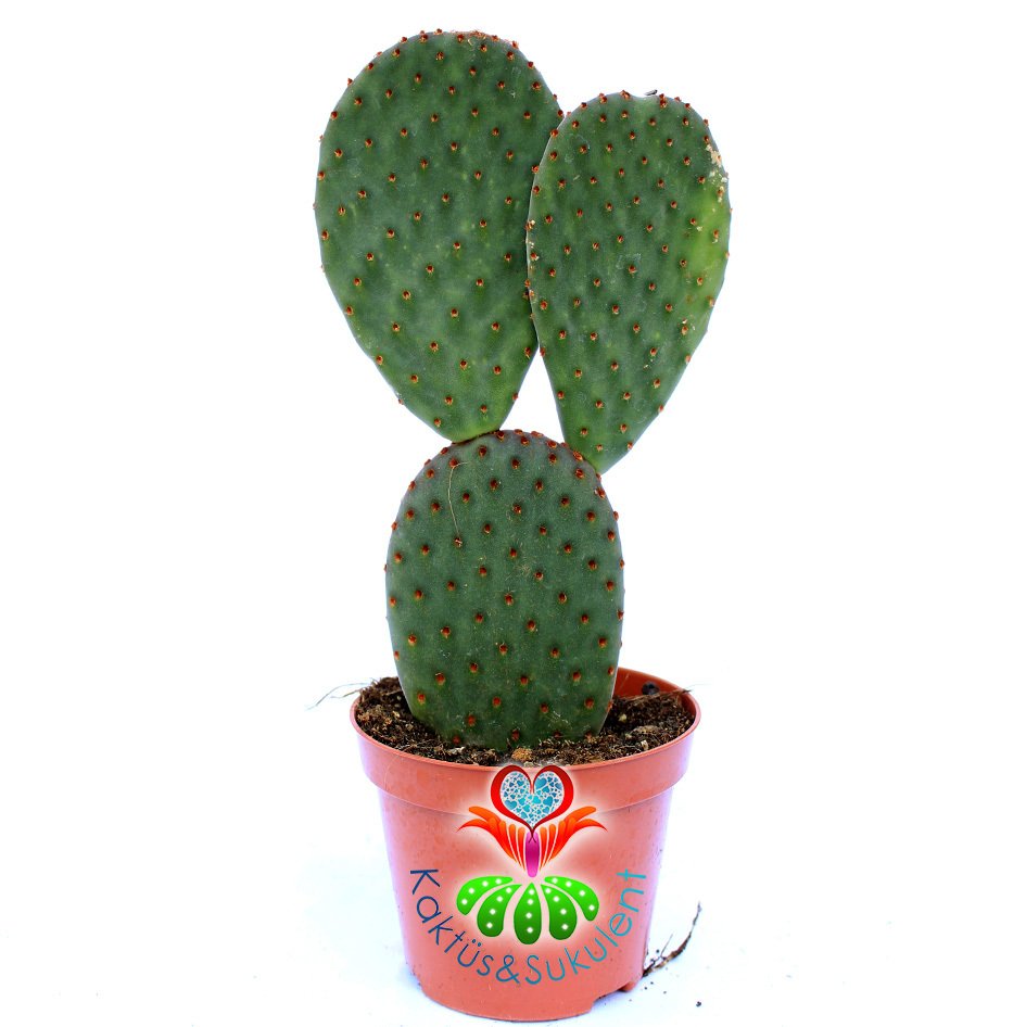 Opuntia Microdasys Rufida -Bronz Kahverengi Nokta Dikenli Tavşan Kaktüs-8,5cm Saksıda