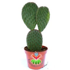 Opuntia Microdasys Rufida -Bronz Kahverengi Nokta Dikenli Tavşan Kaktüs-8,5cm Saksıda