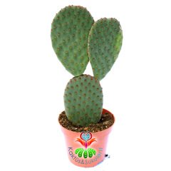 Opuntia Microdasys Rufida -Bronz Kahverengi Nokta Dikenli Tavşan Kaktüs-8,5cm Saksıda