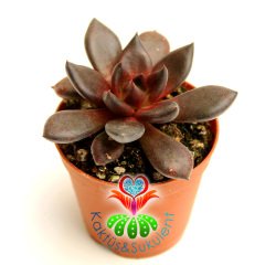 Sukulent, Echeveria 'Bloody Maria'- Koyu Kırmızı-Bordo Renk-5,5 cm Saksıda-Teraryum,Kaktüs,Succulent