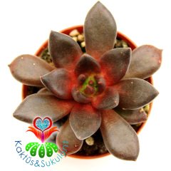 Sukulent, Echeveria 'Bloody Maria'- Koyu Kırmızı-Bordo Renk-5,5 cm Saksıda-Teraryum,Kaktüs,Succulent