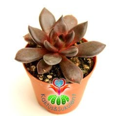 Sukulent, Echeveria 'Bloody Maria'- Koyu Kırmızı-Bordo Renk-5,5 cm Saksıda-Teraryum,Kaktüs,Succulent