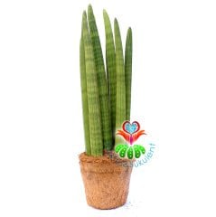 Sansevieria Cylindrica Düz-Yılan Bitkisi-Silindir Paşa Kılıcı-12 cm Kokodama Saksıda-30cm