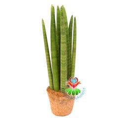 Sansevieria Cylindrica Düz-Yılan Bitkisi-Silindir Paşa Kılıcı-12 cm Kokodama Saksıda-30cm