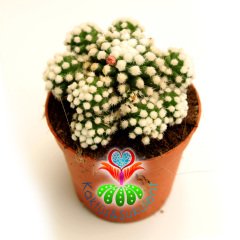 Mammillaria Gracilis Arizona Snowcap- Kar Topu Kaktüs Pamuk Dikenli 8,5 cm Saksıda