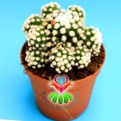 Mammillaria Gracilis Arizona Snowcap- Kar Topu Kaktüs Pamuk Dikenli 8,5 cm Saksıda