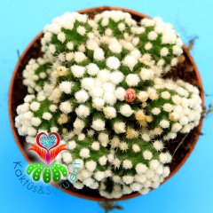 Mammillaria Gracilis Arizona Snowcap- Kar Topu Kaktüs Pamuk Dikenli 8,5 cm Saksıda