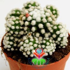 Mammillaria Gracilis Arizona Snowcap- Kar Topu Kaktüs Pamuk Dikenli 10,5 cm Saksıda