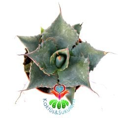 Agave Chiapensis-Mavi Renk Kaktüs-8,5 cm Saksıda-Sabır Otu