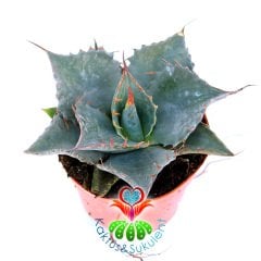 Agave Chiapensis-Mavi Renk Kaktüs-8,5 cm Saksıda-Sabır Otu