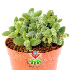 Delosperma Echinatum-8,5 cm Saksıda Tombul Tüylü Yapraklı Sukulent-8,5cm Saksıda