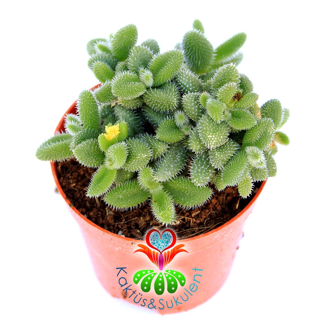 Delosperma Echinatum-8,5 cm Saksıda Tombul Tüylü Yapraklı Sukulent-8,5cm Saksıda