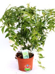 Sukulent, Hoya Bella- Nadir Tür Mum Çiçeği - 10 cm Saksıda 30+ cm Uzunluğunda,Kokulu Çiçek Açar