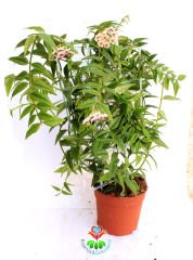 Sukulent, Hoya Bella- Nadir Tür Mum Çiçeği - 10 cm Saksıda 30+ cm Uzunluğunda,Kokulu Çiçek Açar