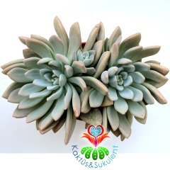 Pachyphytum Glutinicaule-Renk Renk Yapraklı Dev Boy Nadir TÜR Sukulent-35+ cm Genişlik-Kaktüs