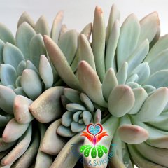 Pachyphytum Glutinicaule-Renk Renk Yapraklı Dev Boy Nadir TÜR Sukulent-35+ cm Genişlik-Kaktüs